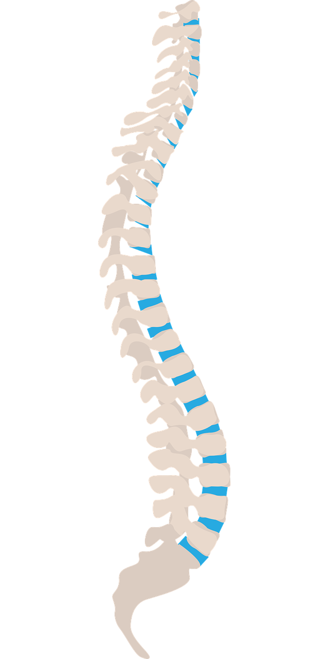 Graphic of spine and discs